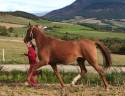 Mare Akhal Teke For sale 2017 Chesnut