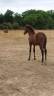 Filly PRE Pure Spanish Bred For sale 2025 Bay