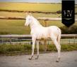 Colt Lusitano For sale 2025 Cream