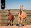 Filly KWPN Dutch Warmblood For sale 2025 Liver chestnut