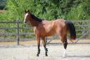 Mare BWP Belgian Warmblood For sale 2021 Bay