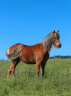 Gelding French Saddle Pony For sale 2023 Chesnut