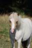 Gelding Shetland Pony For sale 2024 Palomino