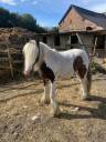 Gelding Other Pony Breed For sale 2023 Coloured