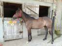 Gelding French Saddle Pony For sale 2024 Grey