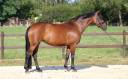 Mare KWPN Dutch Warmblood For sale 2016 Bay
