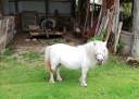 Mare Shetland Pony For sale 2012 Grey