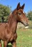 Filly Selle Français For sale 2025 Chesnut