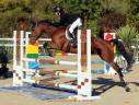 Mare Origin Recorded Part-Livery 2011 Bay