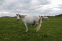 Broodmare Connemara For sale 2007 Grey