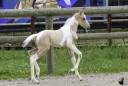 Colt Welsh Part Bred For sale 2025 Coloured