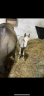 Colt Welsh Part Bred For sale 2024 Buckskin