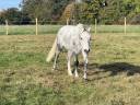 Gelding Origin Recorded For sale 2017 Grey