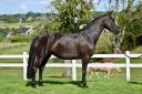 Mare BWP Belgian Warmblood For sale 2021 Black