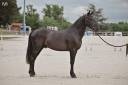 Entire Origin Recorded For sale 2023 Black