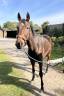 Gelding AQPS For sale 2017 Bay