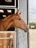 Gelding sBs Belgian Warmblood For sale 2020 Chesnut