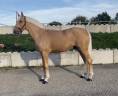 Gelding Irish Sport Horse For sale 2022 Palomino