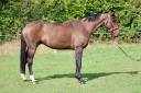 Gelding Selle Français For loan 2018 Bay