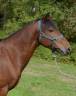 Gelding Origin Recorded For sale 2015 Bay
