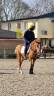 Gelding Origin Recorded For sale 2010 Chesnut