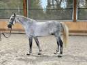 Gelding Selle Français For sale 2015 Grey