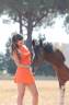 Entire French Saddle Pony For sale 2016 Coloured