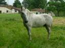 Gelding Saddle Horse For sale 2013 Grey