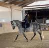 Gelding PRE Pure Spanish Bred For sale 2019 Grey