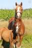 Filly Welsh Pony (Section B) For sale 2025 Chesnut