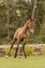 Filly Lusitano For sale 2024 Grey