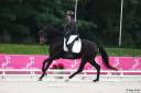 Mare KWPN Dutch Warmblood For sale 2020 Black