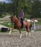 Gelding Oldenburg For sale 2018 Chesnut