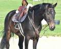 Gelding Hanoverian For sale 2016 Dark Bay