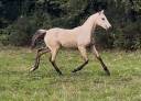 Filly Lusitano For sale 2025 Buckskin