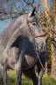 Mare PRE Pure Spanish Bred For sale 2022 Grey