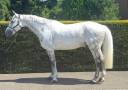 Gelding Zangersheide For sale 2015 Grey