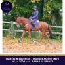 Gelding Anglo-Arabe de Complément For sale 2022 Chesnut