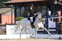 Mare Lusitano For sale 2014 White