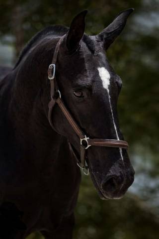 Mare PRE Pure Spanish Bred For sale 2018 Black