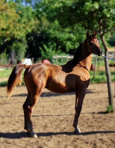 Colt Arabian For sale 2025 Bay