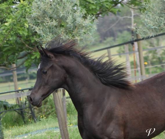 Entire Arabian For sale 2025 Black