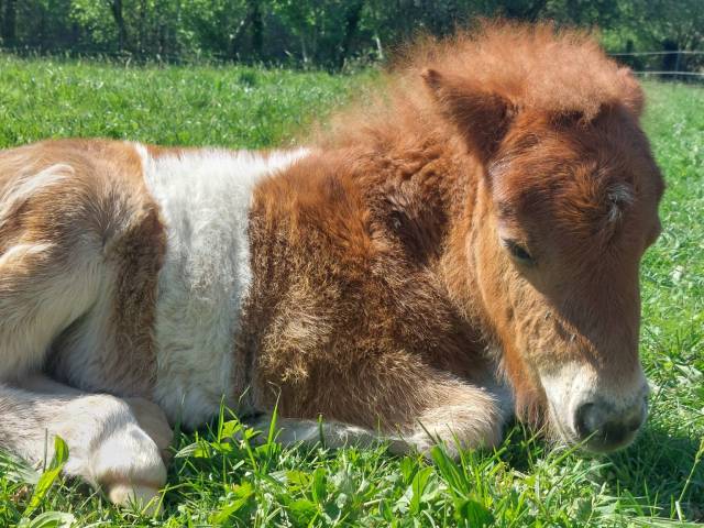 Colt Shetland Pony For sale 2026 Coloured