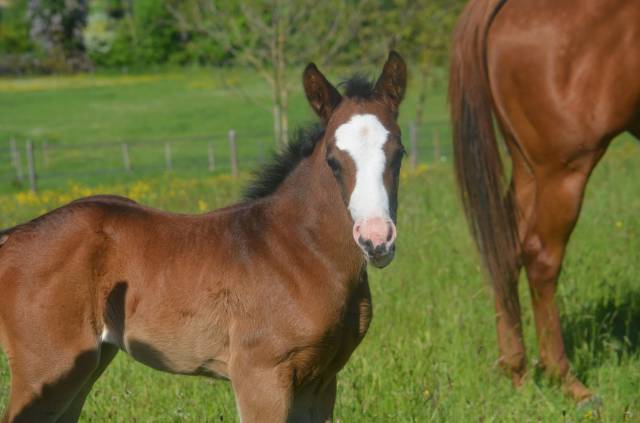 Filly Paint For sale 2026 Bay