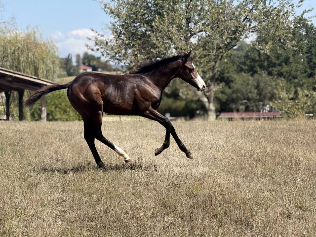 Filly Paint For sale 2026 Bay
