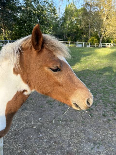 Filly French Saddle Pony For sale 2025 Coloured