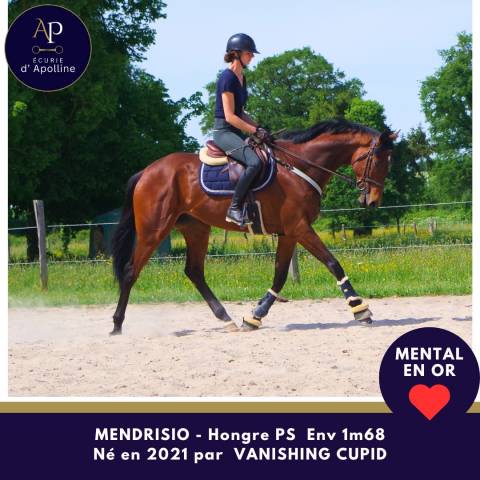Gelding Thoroughbred For sale 2021 Bay