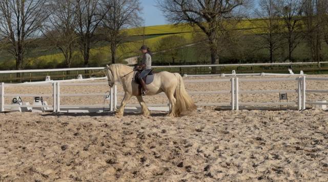 Gelding Gypsy Cob For sale 2017 Palomino