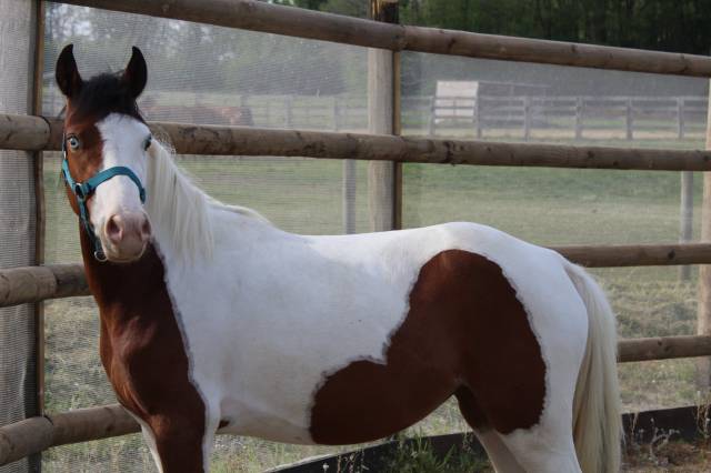 Mare Welsh Part Bred For sale 2023 Coloured