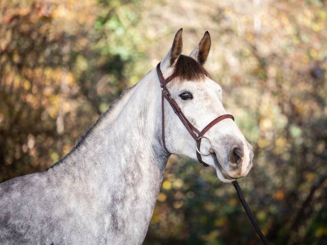 Gelding KWPN Dutch Warmblood For sale 2020 Grey